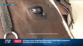 Chevaux mutilés: "On est face à des criminels ne vous interposez pas", prévient le président de la fédération d'équitation en Île-de-France