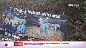 Le Mans : des activistes animalistes jugés pour avoir dégradé des fermes d'élevage
