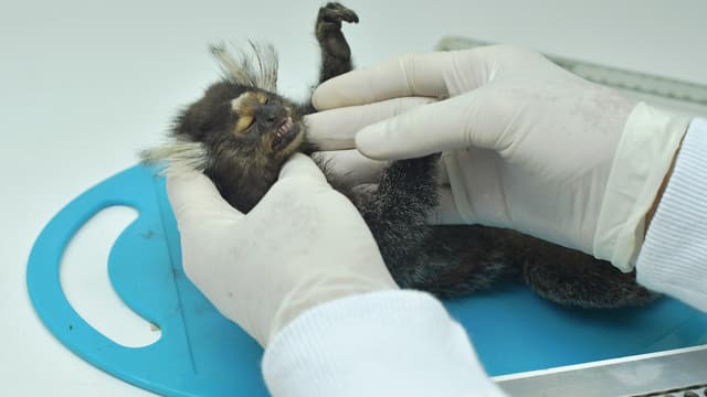 Un vétérinaire examine un singe, dans la région de Rio de Janeiro.