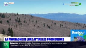 Alpes-de-Haute-Provence: la montagne de Lure attire les promeneurs