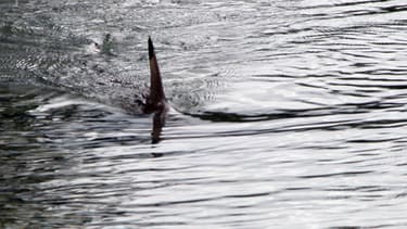 On ignore de quel type de requin il s'agissait (illustration)