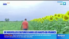 De nouvelles cultures dans les Hauts-de-France pour s'adapter au changement climatique