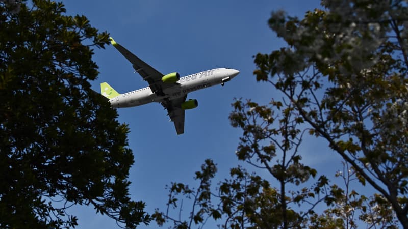 Réchauffement climatique: planter des arbres peut-il vraiment compenser un voyage en avion?