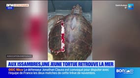 Les Issambres: la tortue Marina, retrouvée gravement blessée en avril, a été soignée et relâchée