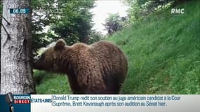 Lâcher d'ours dans les Pyrénées: de la Slovénie aux forêts françaises, comment cela va se passer?