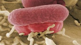 Image au microscope de la bactérie Escherichia coli. Les hôpitaux allemands peinent à faire face à l'afflux de malades atteints par la bactérie E. coli et les scientifiques poursuivent leurs recherches pour déterminer l'origine de la souche qui a tué 19 p
