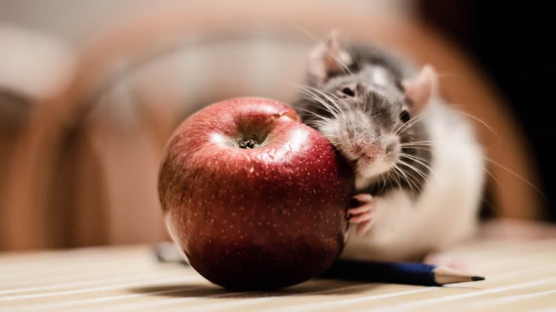 Une ville pakistanaise infestée de rats met leur tête à prix - Jeudi 31 mars 2016