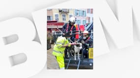 Un chien sauvé à Gap par les pompiers et les policiers