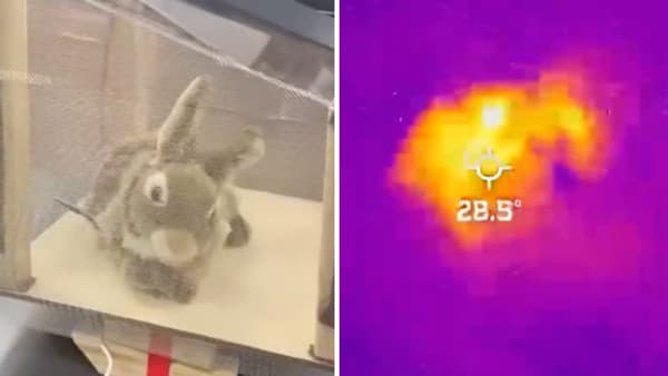 En Floride, 120 robots lapin ont été déployés pour attirer et tuer des pythons birmans envahissants