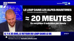 Alpes-Maritimes: le loup dans la région depuis 30 ans