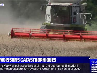 Les moissons s'annoncent catastrophiques cette année