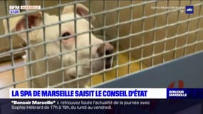 Marseille: privée de la gestion de la fourrière animale, la SPA saisit le Conseil d'État