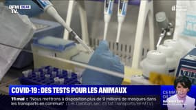 Des tests pour détecter le Covid-19 chez les animaux sont en développement