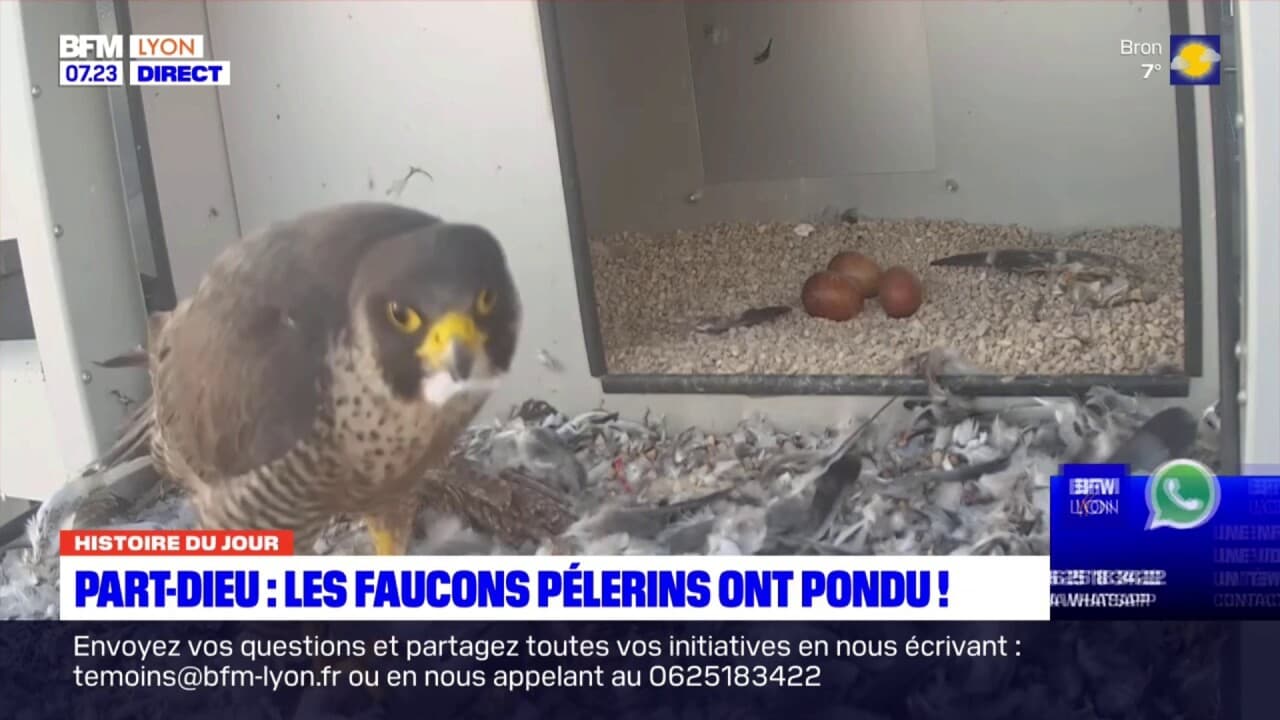 L'histoire du jour: les faucons pèlerins, espèce protégée, ont pondu à ...
