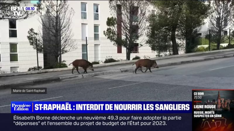 À Saint-Raphaël, il est désormais interdit de nourrir les sangliers sur la voie publique