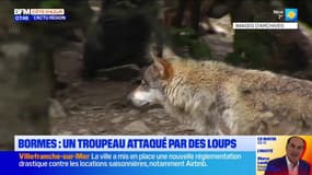 Bormes: un troupeau d'ovins a été attaqué par des loups