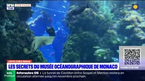 L'été chez nous: les secrets du musée océanographique de Monaco