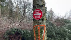 Des randonneurs sont privés de sentier en raison d'un secteur de forêt devenu propriété privée, dans le Haut-Rhin