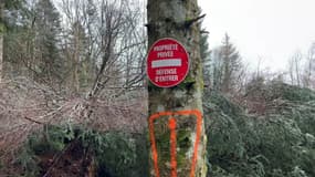 Des randonneurs sont privés de sentier en raison d'un secteur de forêt devenu propriété privée, dans le Haut-Rhin