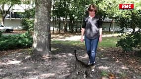 Chats errants près de Bordeaux: le bras de fer entre habitants et élus