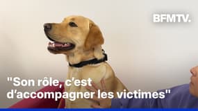  ROBIN DE BFM - À Bayonne, un jeune labrador apaise et accompagne les victimes de violences 