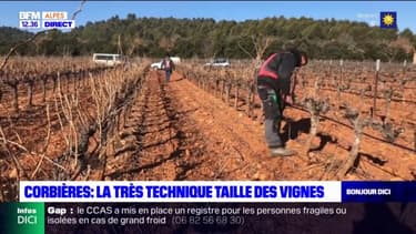 Alpes-de-Haute-Provence: les viticulteurs ont du travail à Corbières-en-Provence
