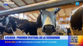 Colmar: le premier festival de la Vosgienne s'invite en plein centre-ville
