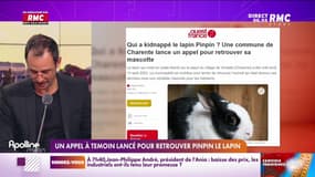 Les histoires de Rémi Ink : Un appel à témoins lancé pour retrouver Pinpin de lapin - 18/08
