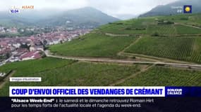 Alsace: les vendanges de Crémant commencent officiellement ce lundi