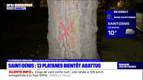 Saint-Denis: des arbres centenaires bientôt abattus