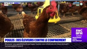 Poules : des éleveurs contre le confinement