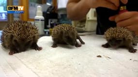 Ces bébé hérissons éternuent de la manière la plus mignonne qui soit