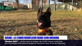 Digne-les-Bains: Glock, chien renifleur de la gendarmerie prend sa retraite