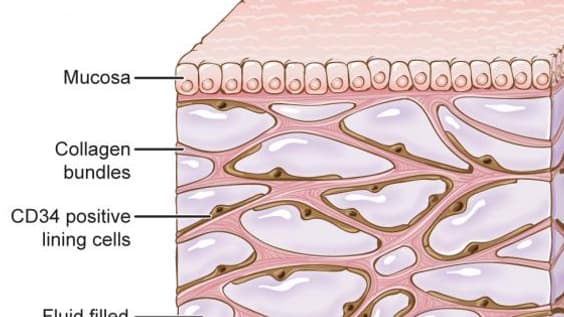 L'organe découvert, ici sous la couche supérieur de la peau, est un réseau corporel de compartiments interconnectés remplis de liquide et soutenus par un réseau de protéines fortes et flexibles L'organe découvert, ici sous la couche supérieur de la peau, est un réseau corporel de compartiments interconnectés remplis de liquide et soutenus par un réseau de protéines fortes et flexibles