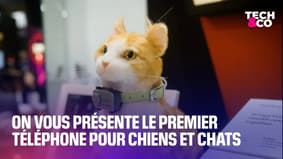 On vous présente le premier téléphone pour chiens et chats