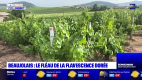 Beaujolais: les vignes menacées par la flavescence dorée