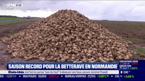 Saison record pour la betterabe en Normandie
