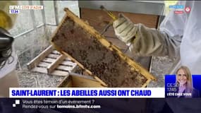 Saint-Laurent-du-Var: les abeilles souffrent aussi de la sécheresse
