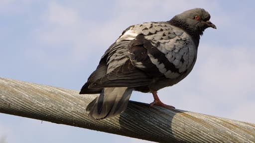 Un pigeon sur la promenade plantée, dans le 12e arrondissement parisien