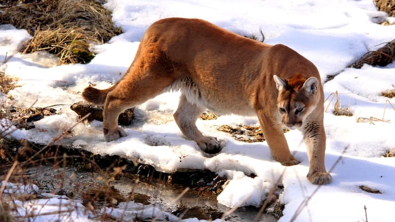 Une randonneuse retrouvée morte dans l'État du Colorado après l'attaque présumée d'un cougar