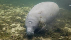 Un lamantin nage dans les eaux de la rivière Homosassa en Floride, le 5 octobre 2021 (illustration)