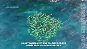 Le spectacle magique d'une colonie de raies au large de l'Australie