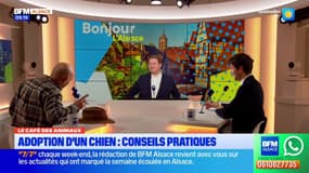 Bonjour Alsace du mercredi 29 octobre 2025