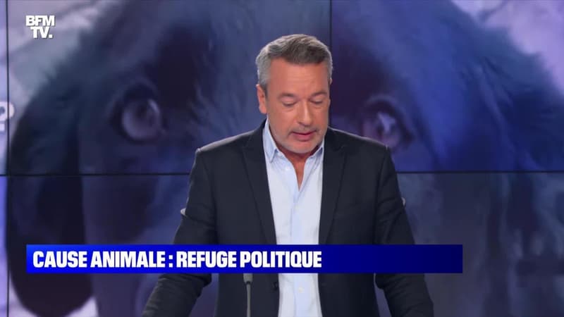 L’édito de Matthieu Croissandeau: Cause animale, refuge politique - 04/10