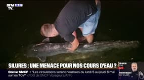 Les silures sont-ils une menace pour nos cours d'eau?