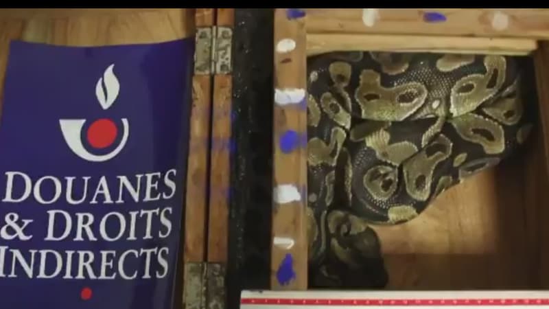 La Douane française a découvert un python royal dans les bagages d'un voyageur.