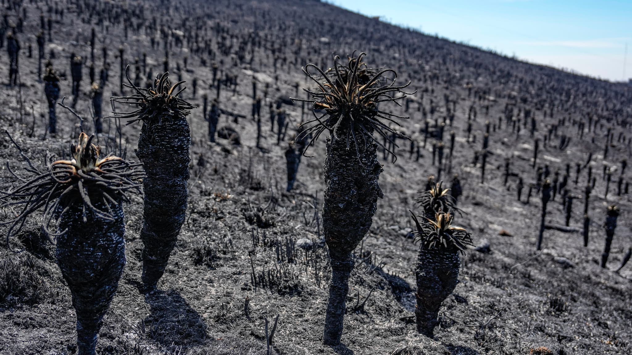 Des plants d'Espeletia brûlés sont visibles après un incendie de forêt au paramo de Berlin dans le département de Santander, en Colombie, le 25 janvier 2024. 