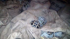Des tortues saisies par Interpol lors de l'opération