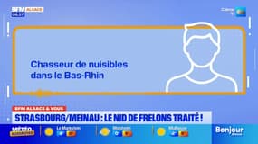 BFM Alsace et vous: le nid de frelons de la Meinau a été traité