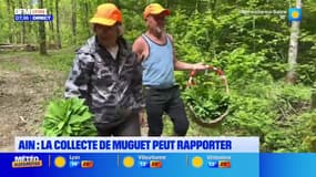 1er-Mai: dans l'Ain, un couple de retraités cueille chaque année du muguet pour de le revendre